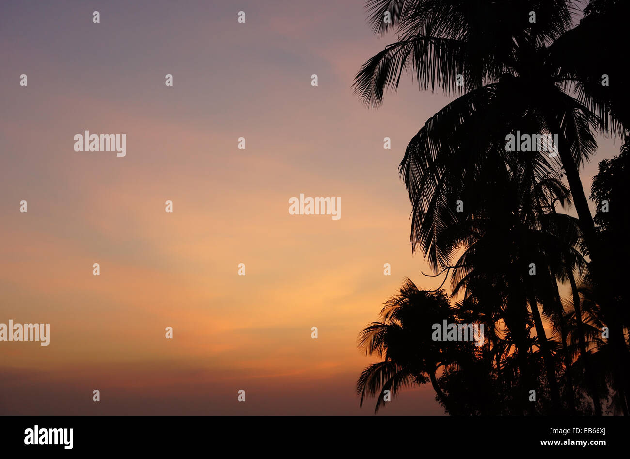 Coconut Palm tree sagome in corrispondenza di un tramonto In Cox bazar, Bangladesh Foto Stock