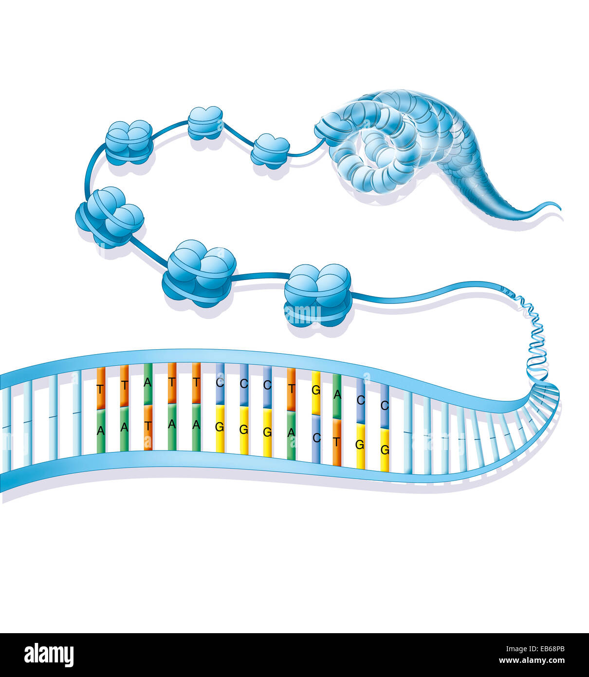 COMPATTAZIONE DEL DNA Foto Stock