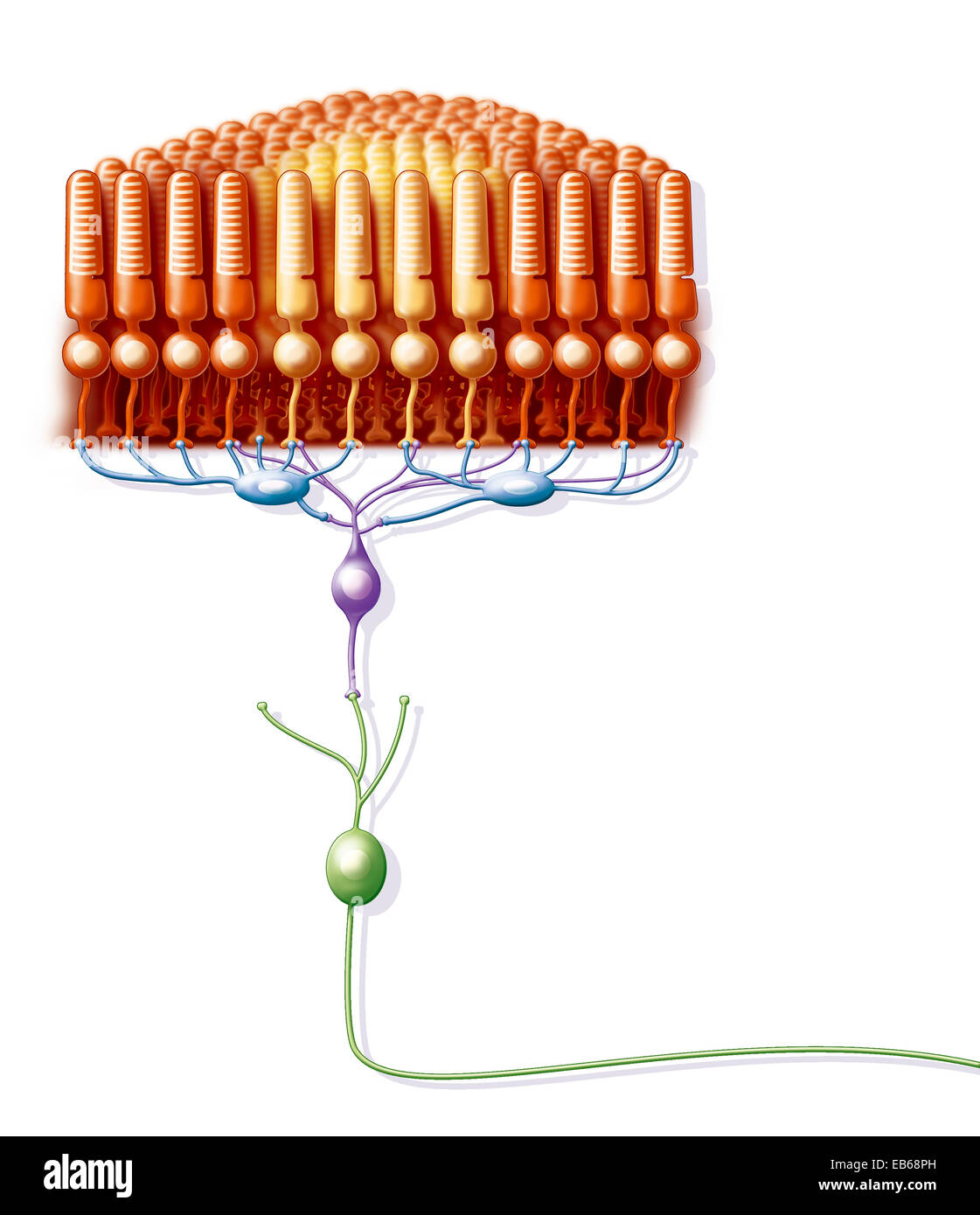 RETINA, illustrazione Foto Stock