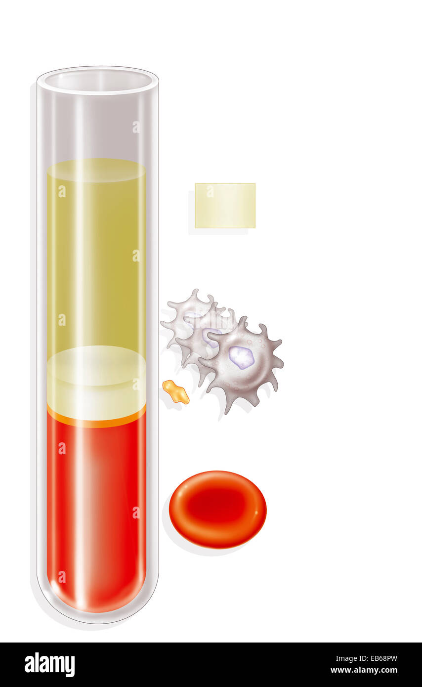 Cellule del sangue, disegno Foto Stock
