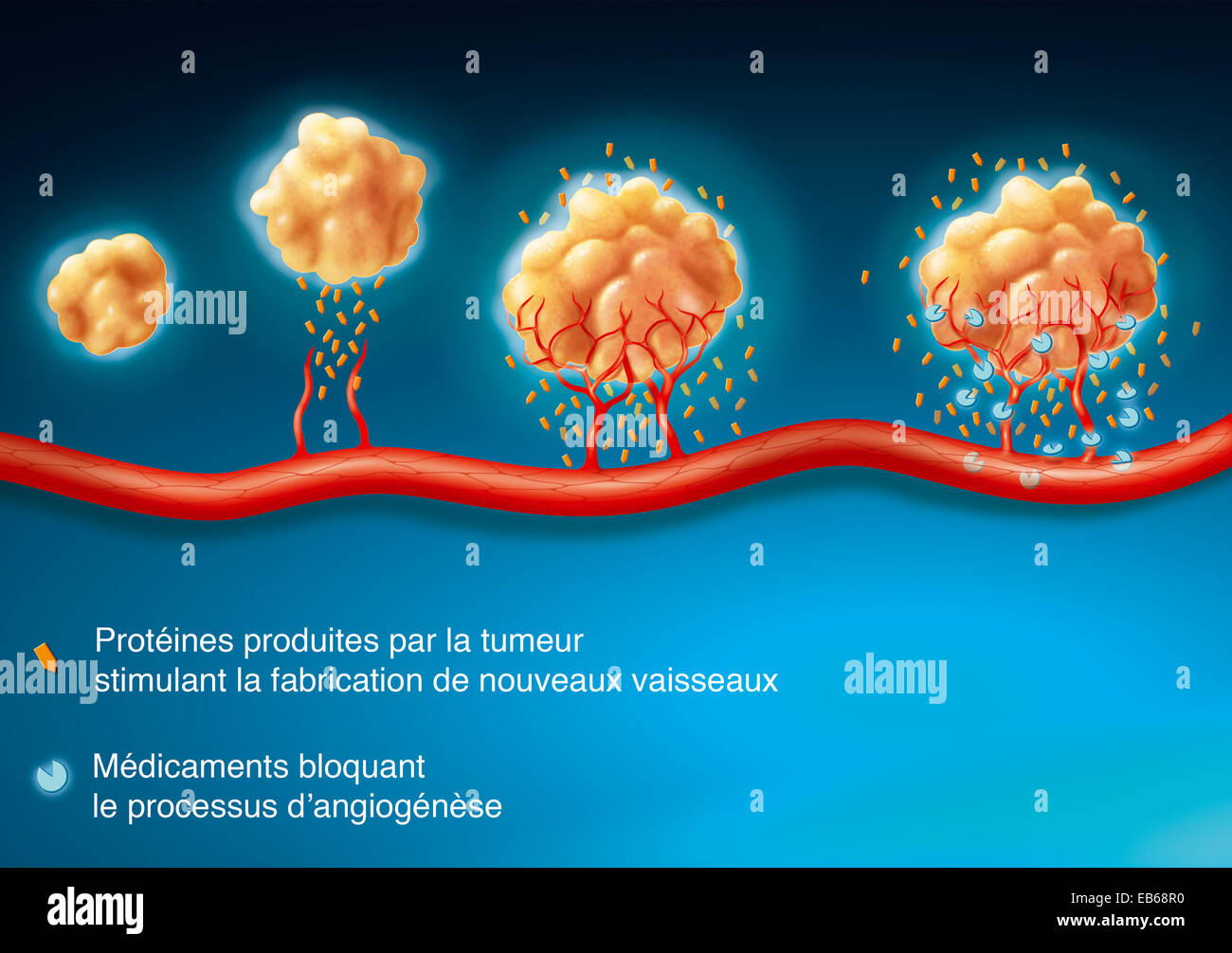 ANTI-angiogenesi, disegno Foto Stock