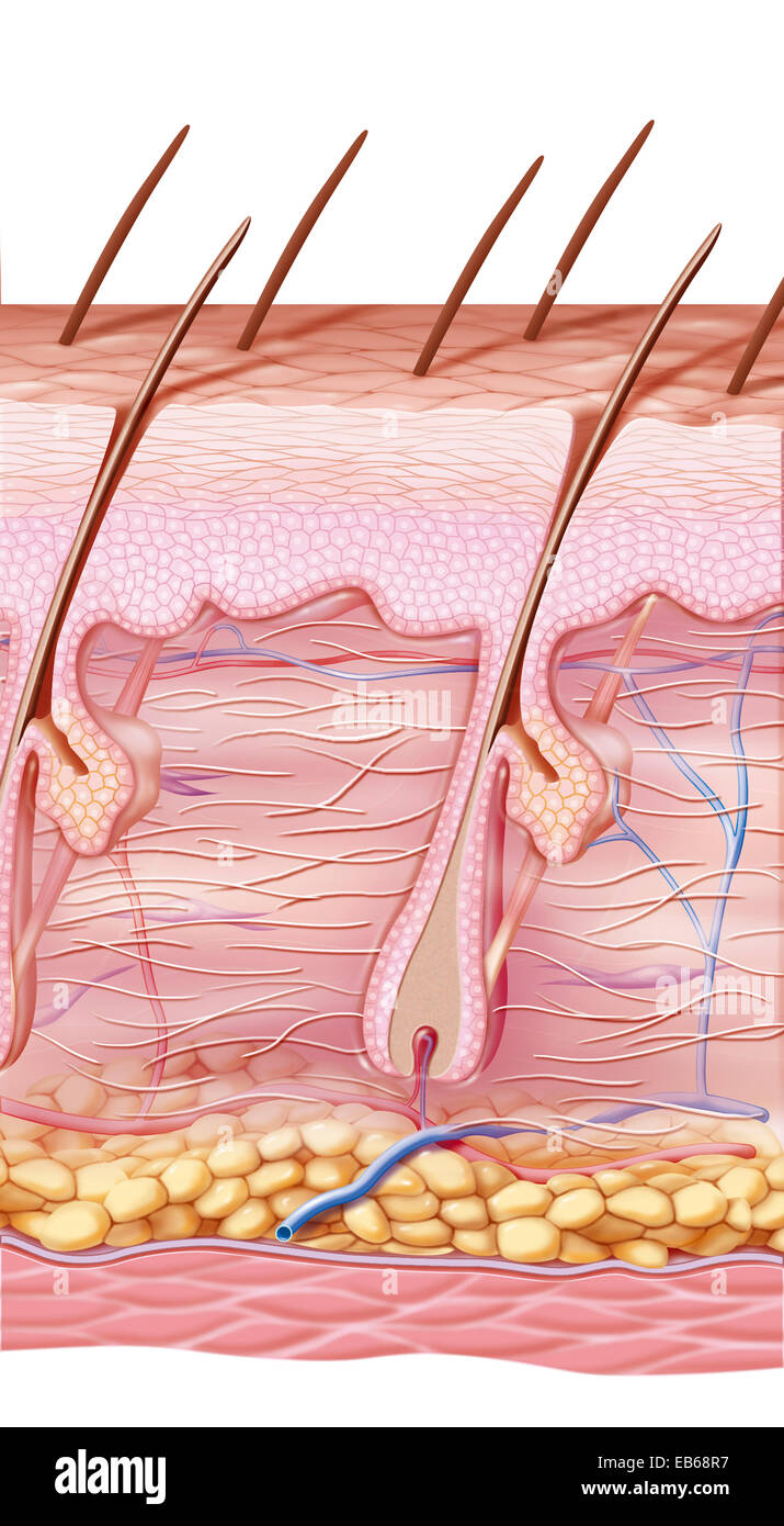 Pelle, illustrazione Foto Stock