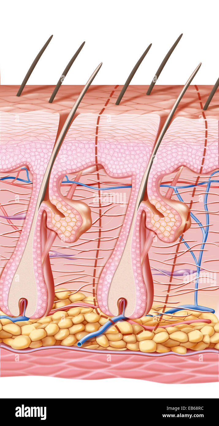 DISEGNO DELLA CICATRICE Foto Stock