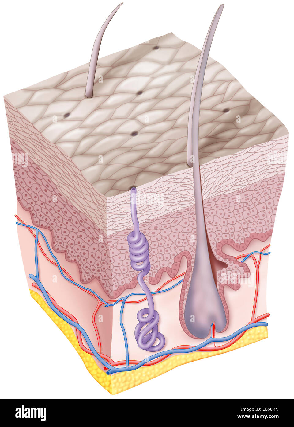 PELLE DI RINOCERONTE Foto Stock