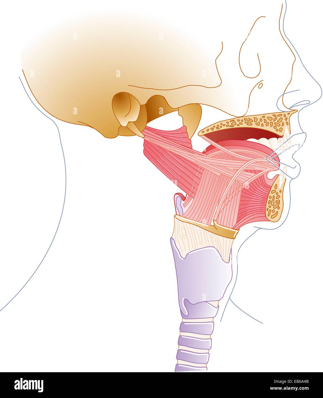 ENT, illustrazione Foto Stock