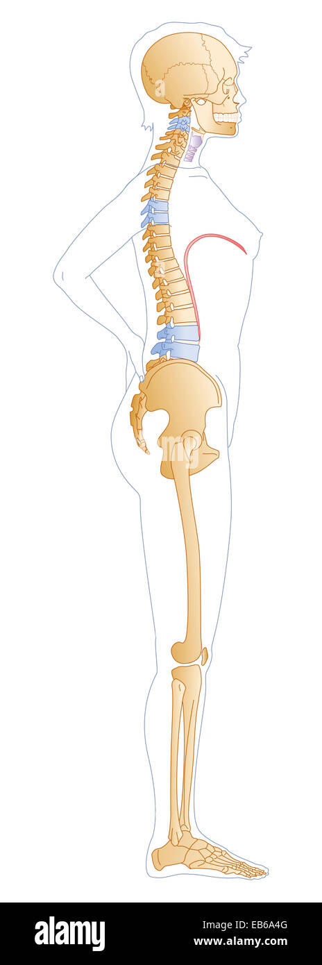 La colonna vertebrale, disegno Foto Stock
