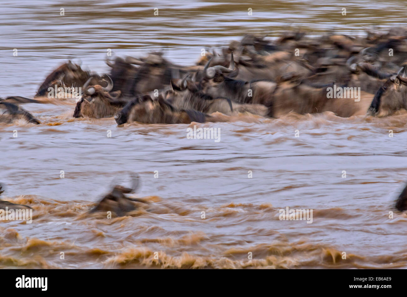 Gnu mandrie attraversando il fiume Mara in Masai Mara durante la grande migrazione annuale in Kenya, Africa Foto Stock