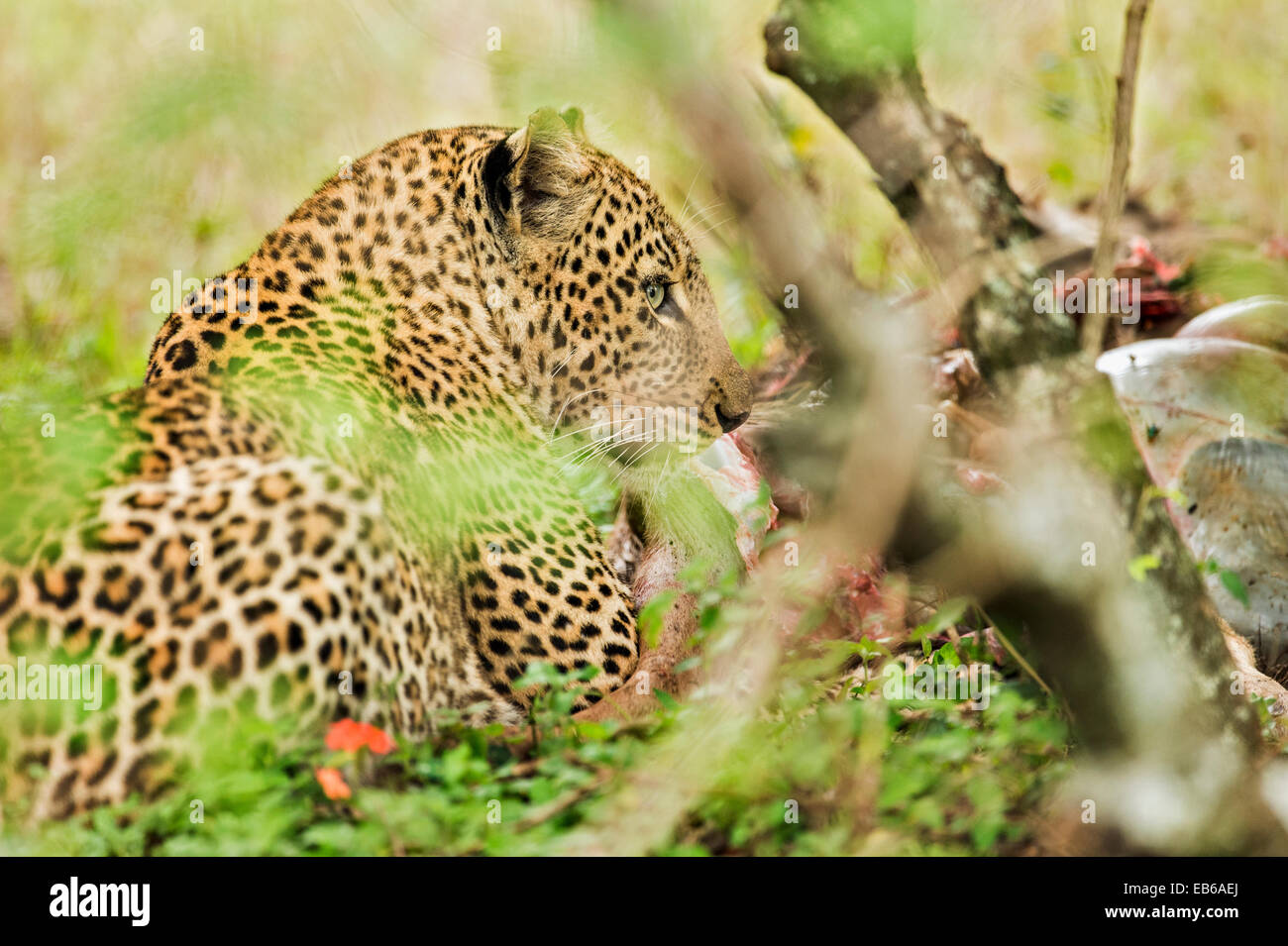 African Leopard (Panthera pardus pardus) di appoggio nella boccola foreste del Masai Mara in Kenya, Africa Foto Stock