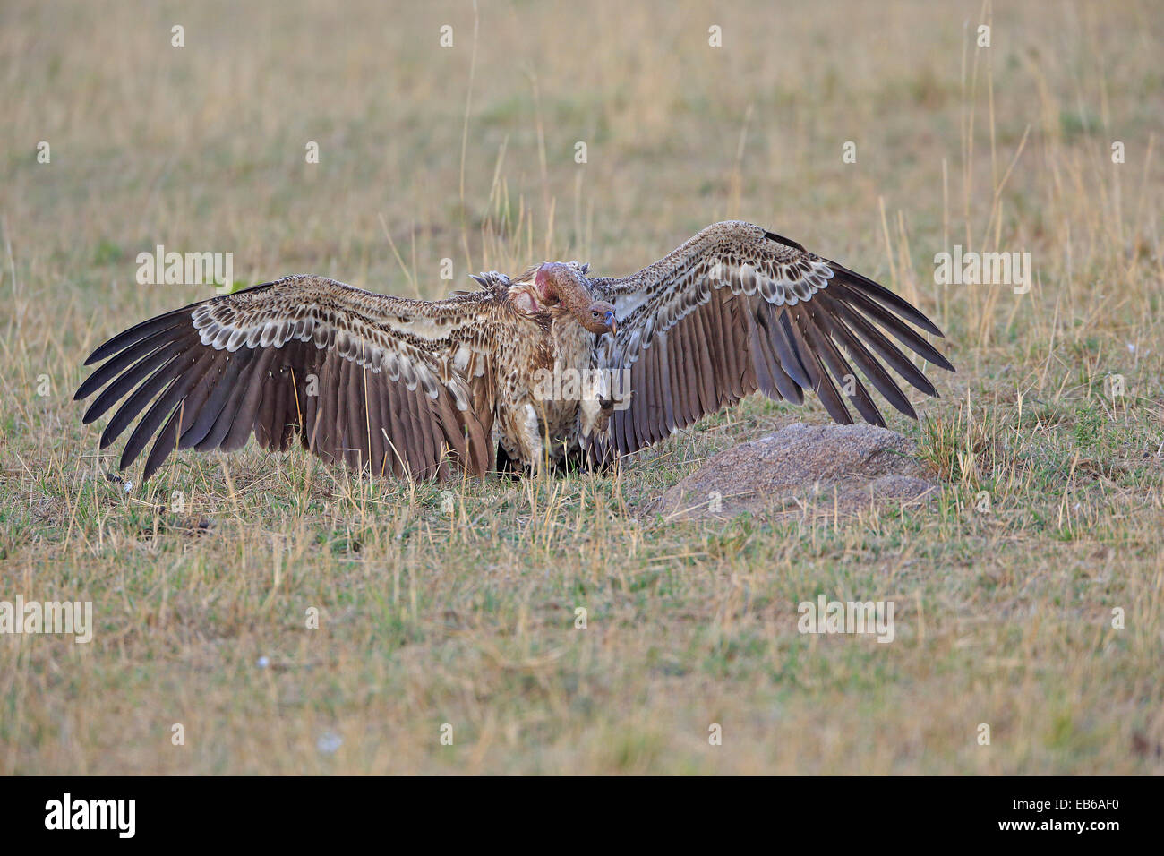 Un Ruppell il Grifone proveniente in terra nel Masai Mara Kenya Foto Stock