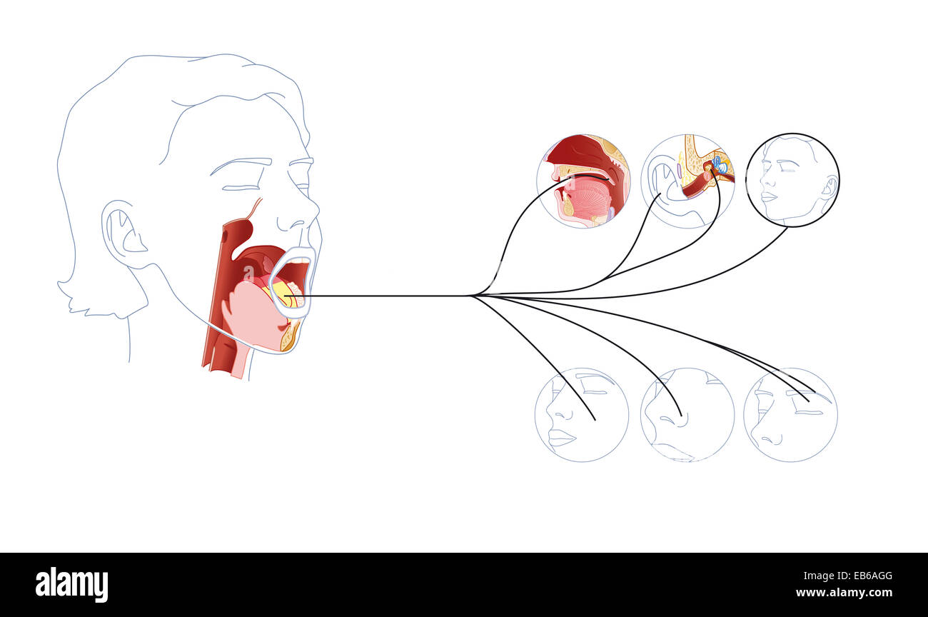 Nervo facciale, disegno Foto Stock