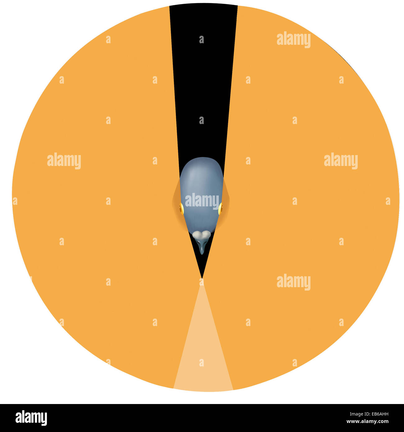 VISIONE DI PICCIONE Foto Stock