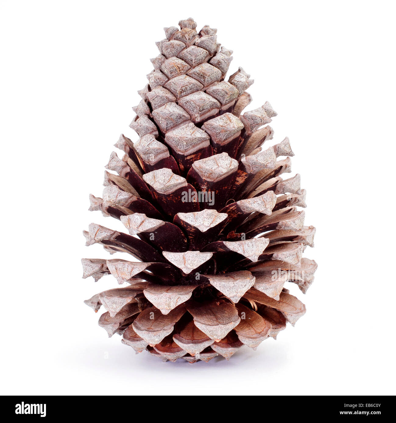 Primo piano di una essiccato pigna su sfondo bianco Foto Stock