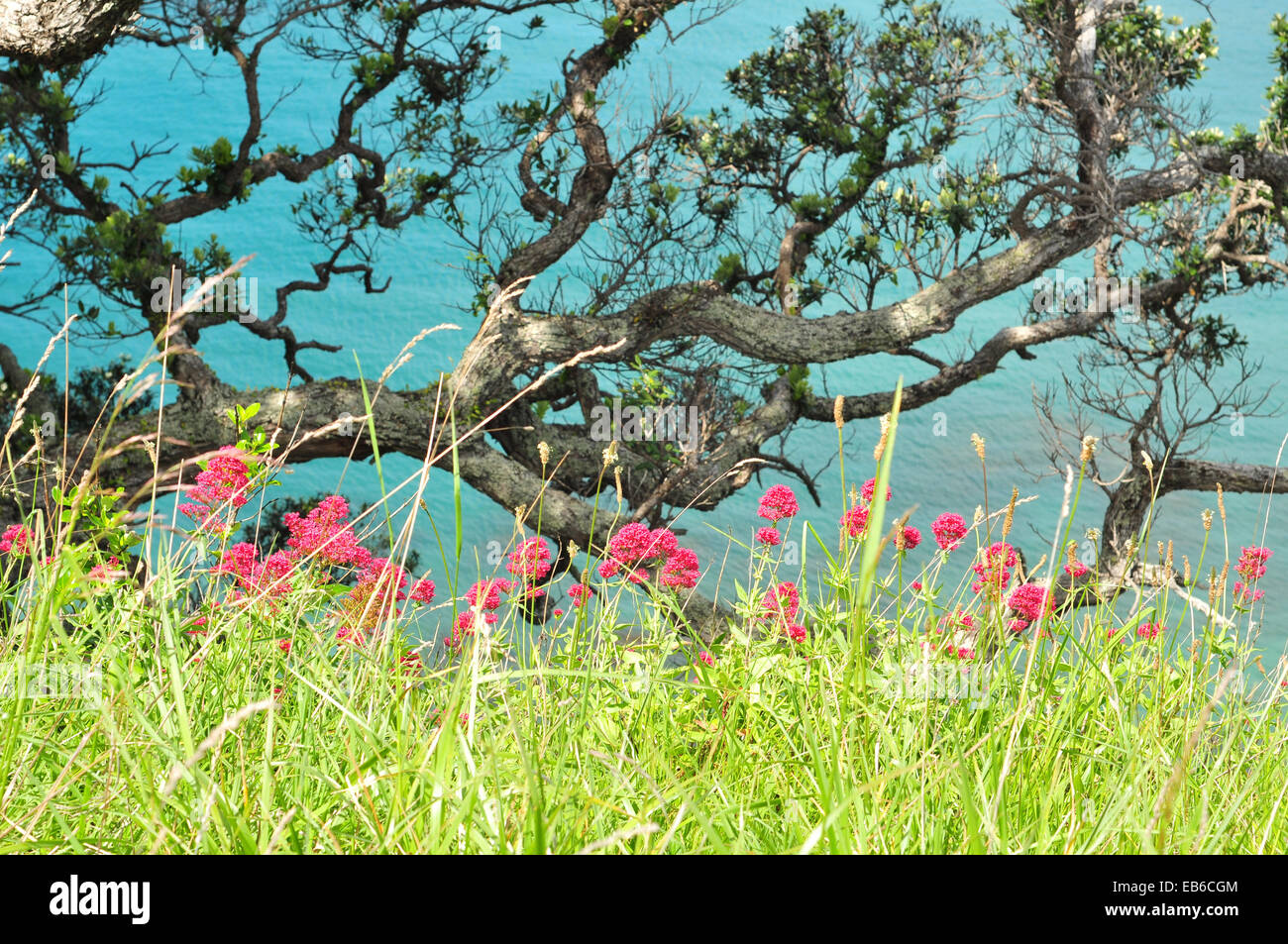 Fiori rossi tra erba lunga con pohutukawa i rami degli alberi e della superficie del mare di Mahurangi Harbour in background. Foto Stock