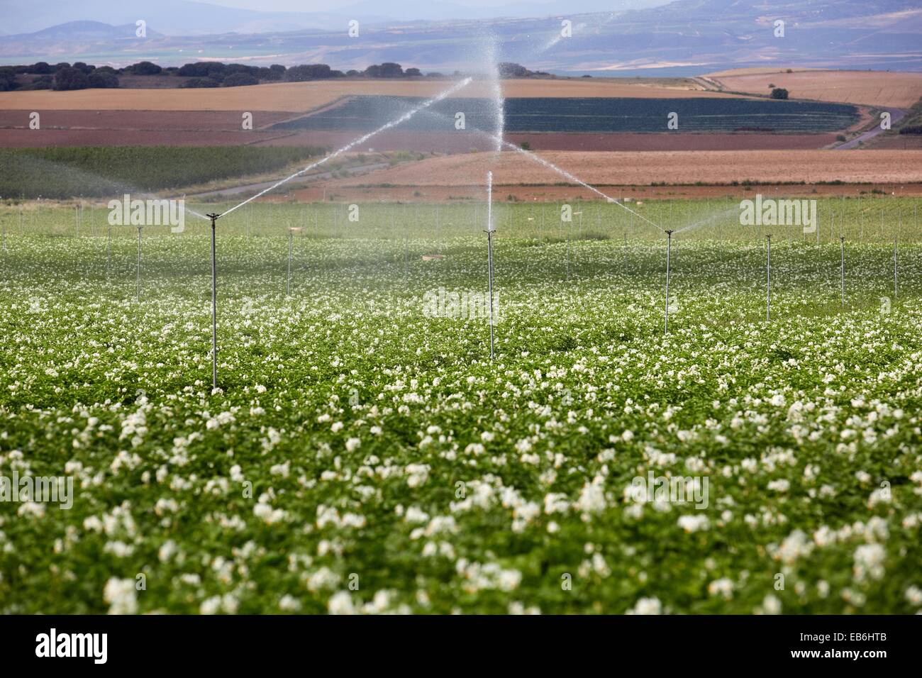 Patate campo crescente, irrigazione da sprinkler, campi agricoli, Alta  Ribera, Arga-Aragon Ribera, Navarra, Spagna Foto stock - Alamy