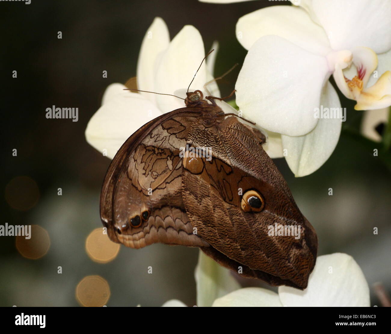 Automedon Gufo gigante (Eryphanis automedon, E polissena) alimentazione su un fiore di orchidee. A.k.a. Viola Mort Bleu (Papilio automedon) Foto Stock