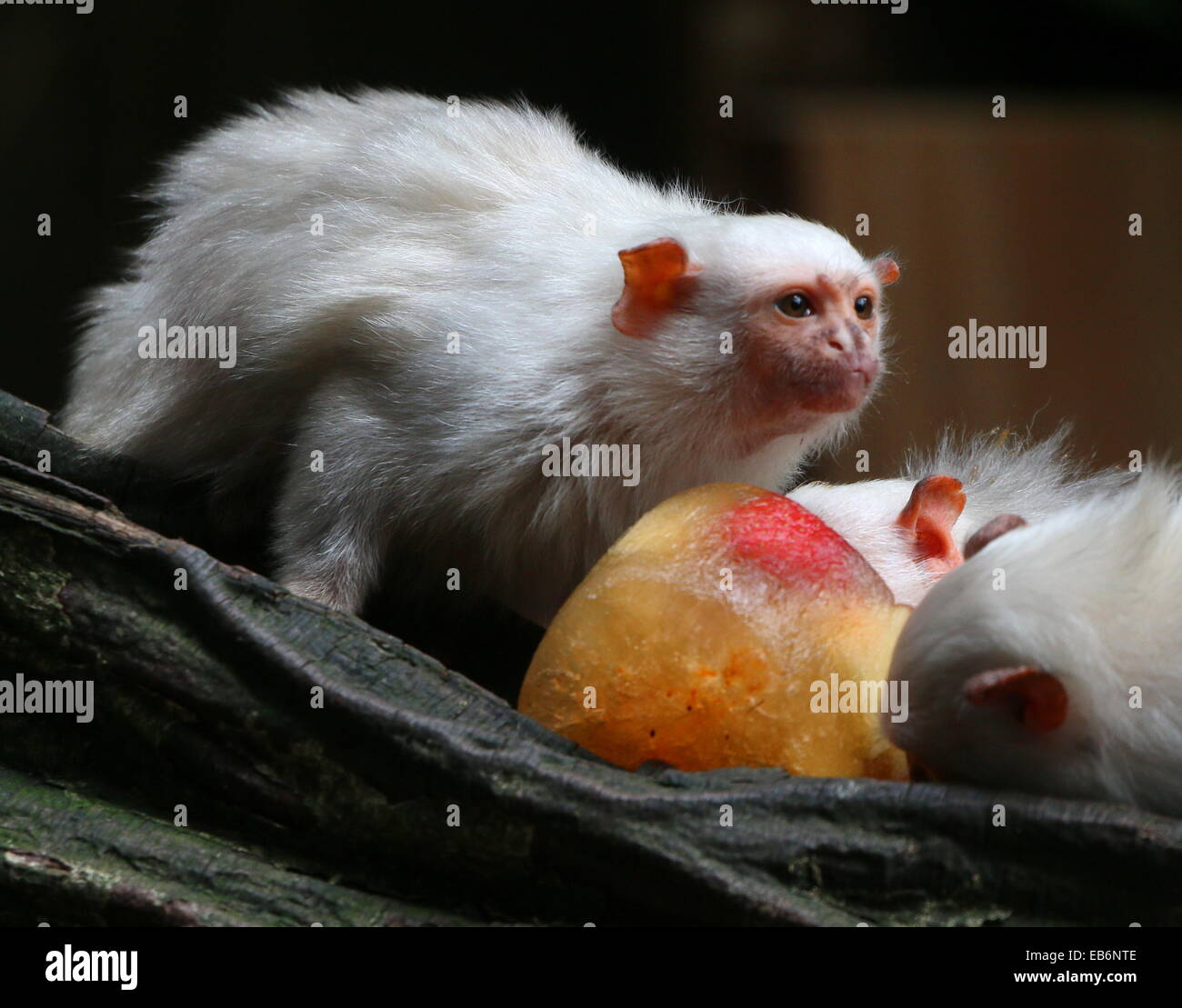 Sud Americana Silvery marmoset (Mico argentatus, Callithrix argentata) alimentazione sulla frutta congelata Foto Stock