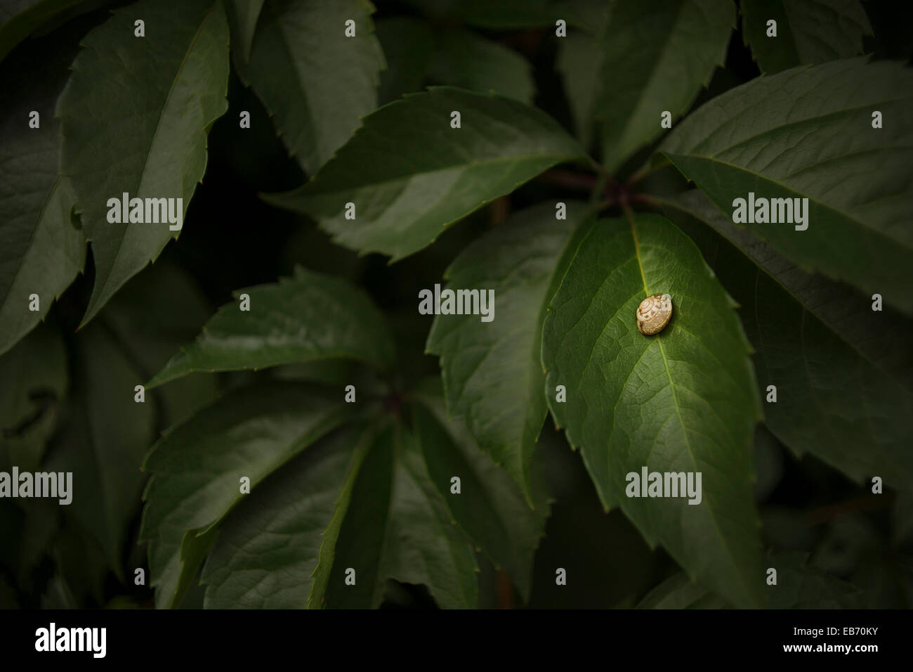 Lumaca a pelo su una foglia, con sfondo scuro. Foto Stock