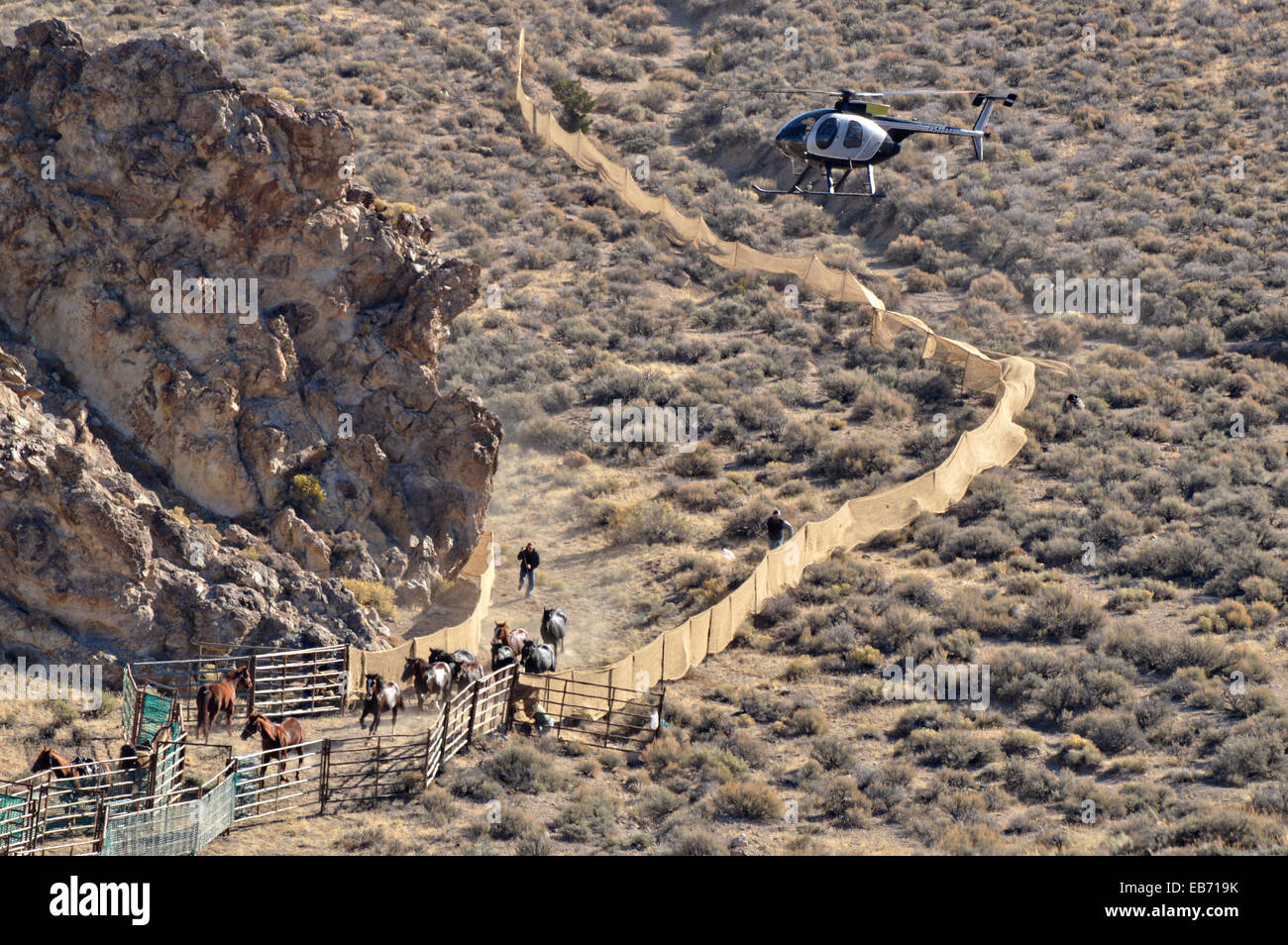 Un elicottero guida un gruppo di cavalli selvaggi in trappola durante una  roundup alla battaglia montagne come parte del Bureau of Land Management  Program per ridurre la dimensione della mandria Novembre 4,