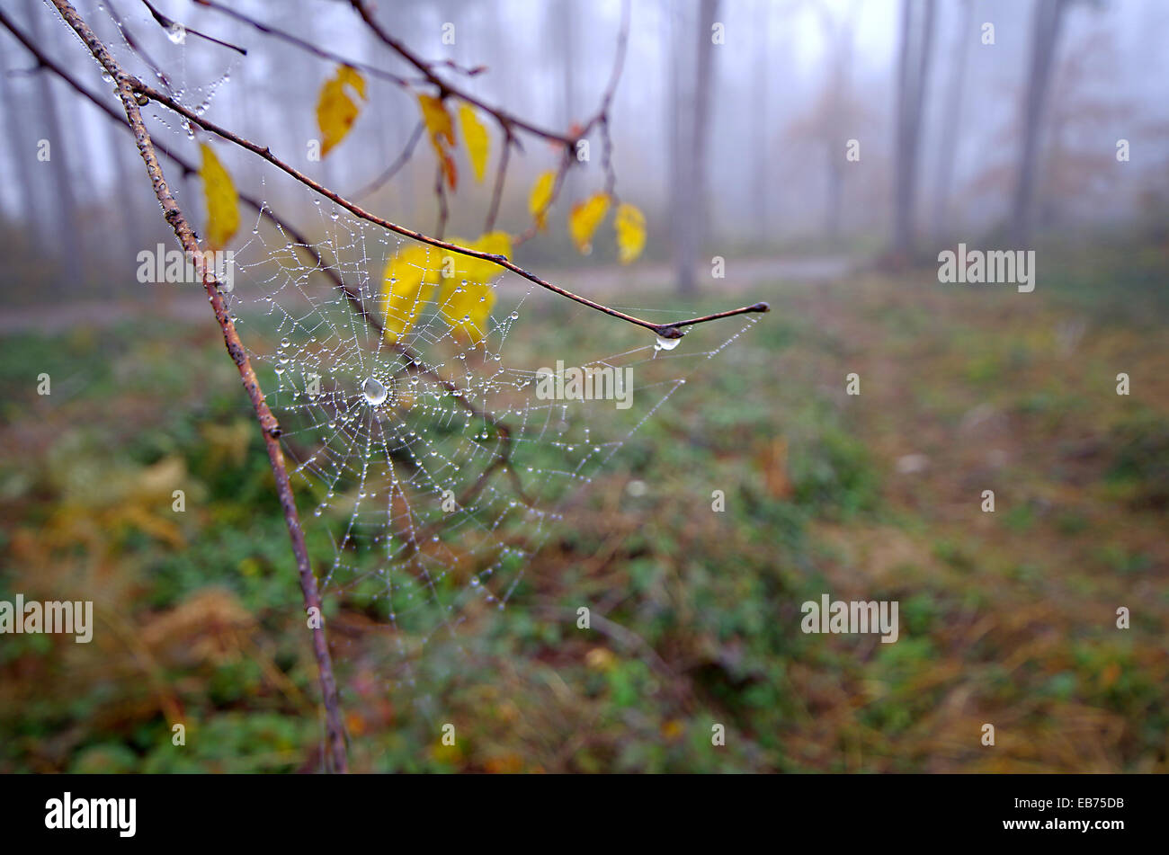 Gocce d'acqua sulla spider web. Foto Stock