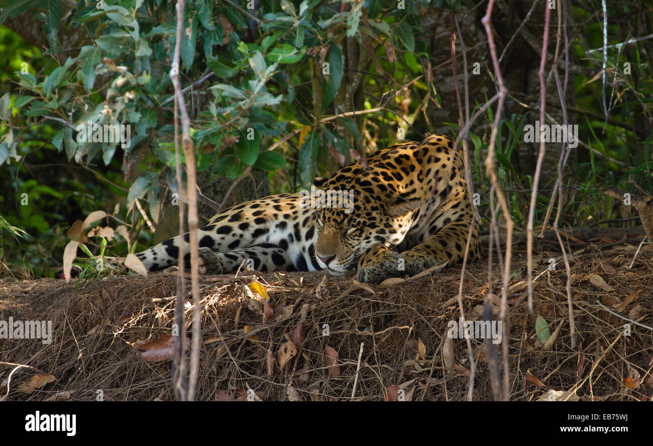 Jaguar (Panthera onca) in habitat della foresta pluviale del Pantanal, Mato Grosso membro, Brasile Foto Stock