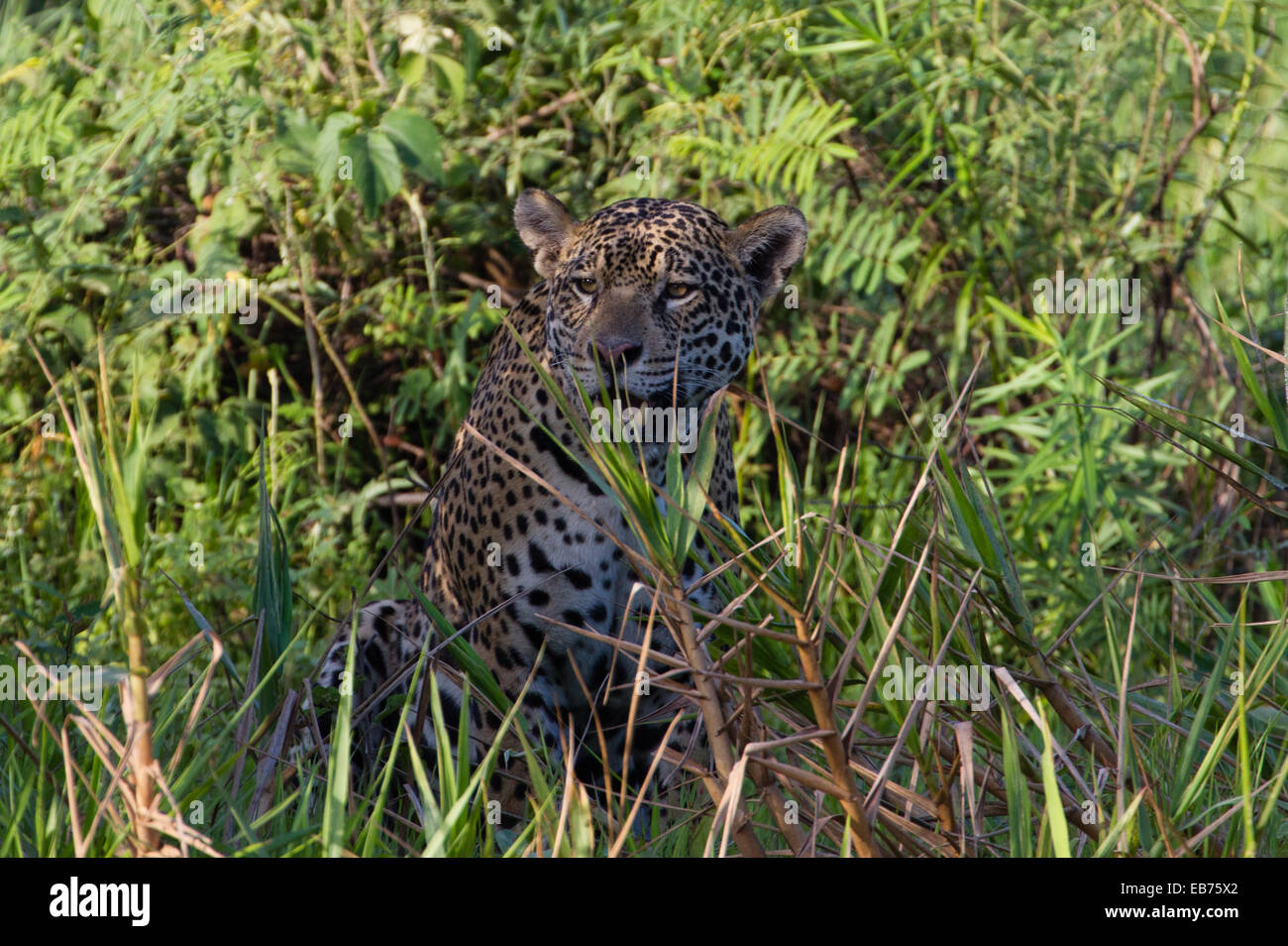 Jaguar (Panthera onca) in habitat della foresta pluviale del Pantanal, Mato Grosso membro, Brasile Foto Stock