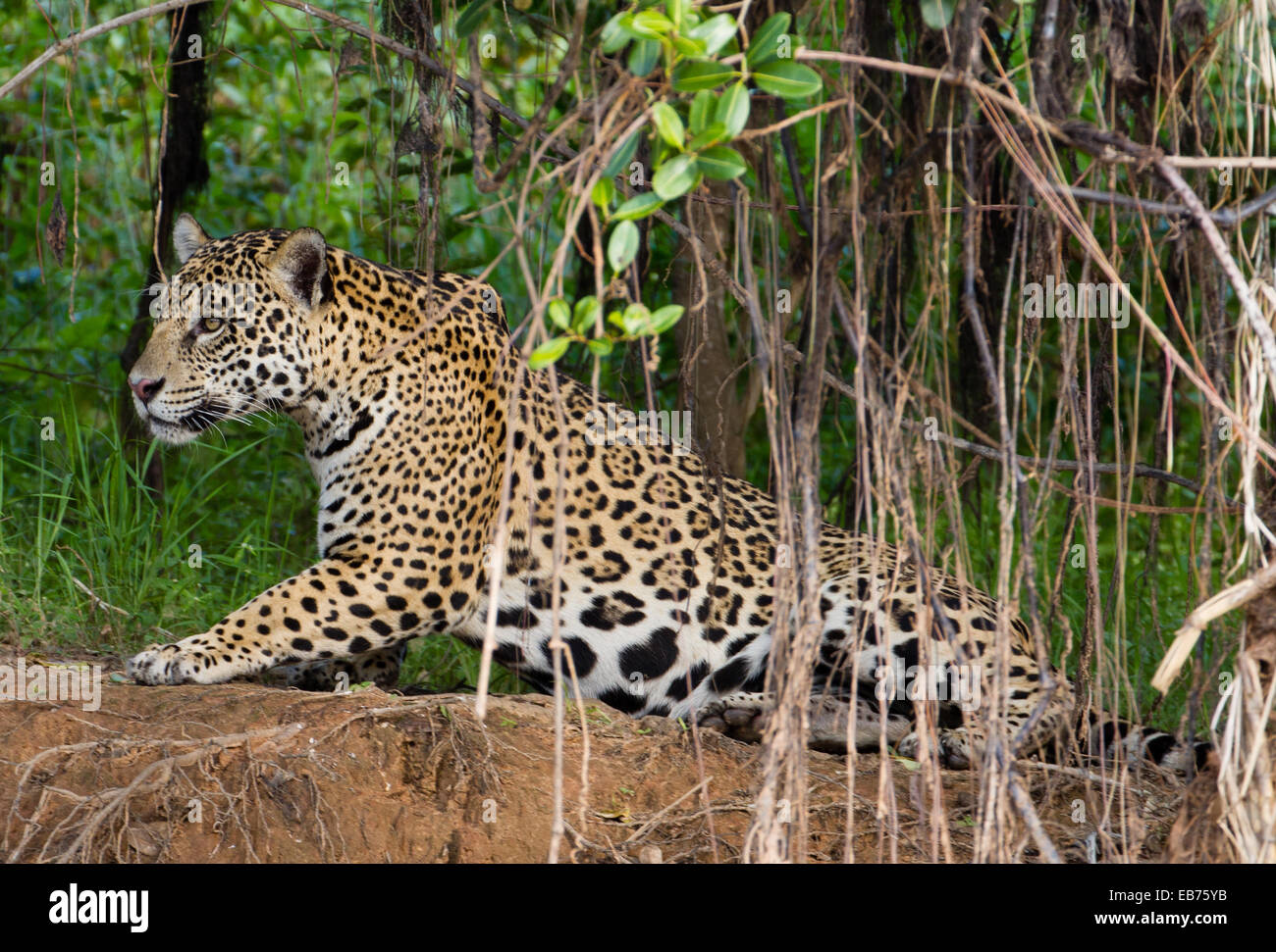 Jaguar (Panthera onca) in habitat della foresta pluviale del Pantanal, Mato Grosso membro, Brasile Foto Stock