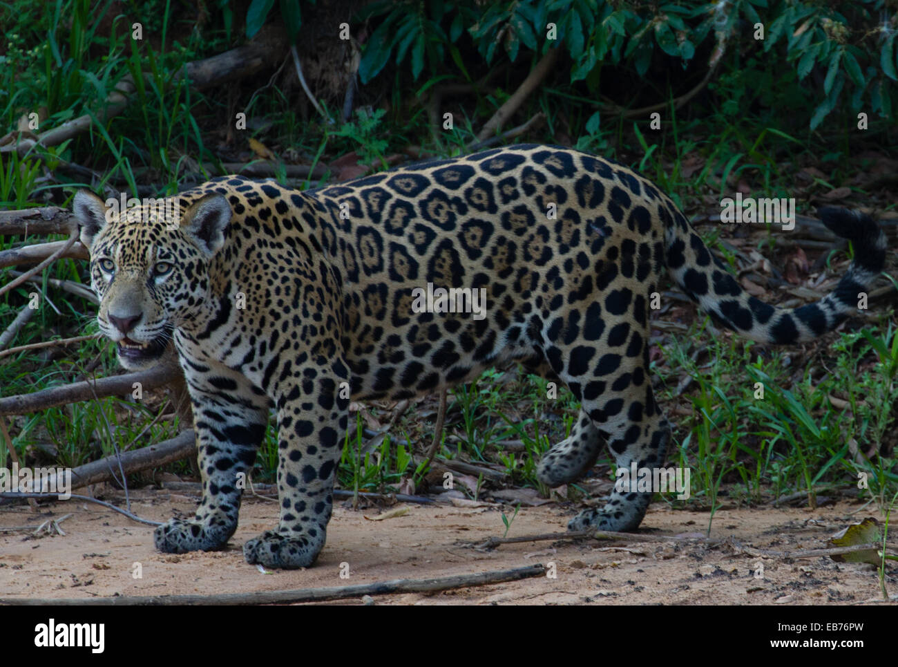 Jaguar (Panthera onca) in habitat della foresta pluviale del Pantanal, Mato Grosso membro, Brasile Foto Stock