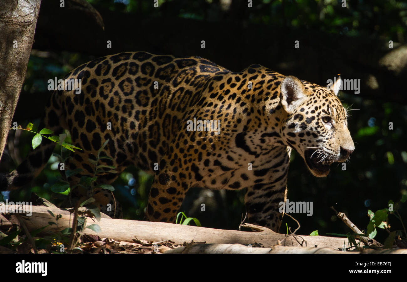 Jaguar (Panthera onca) in habitat della foresta pluviale del Pantanal, Mato Grosso membro, Brasile Foto Stock