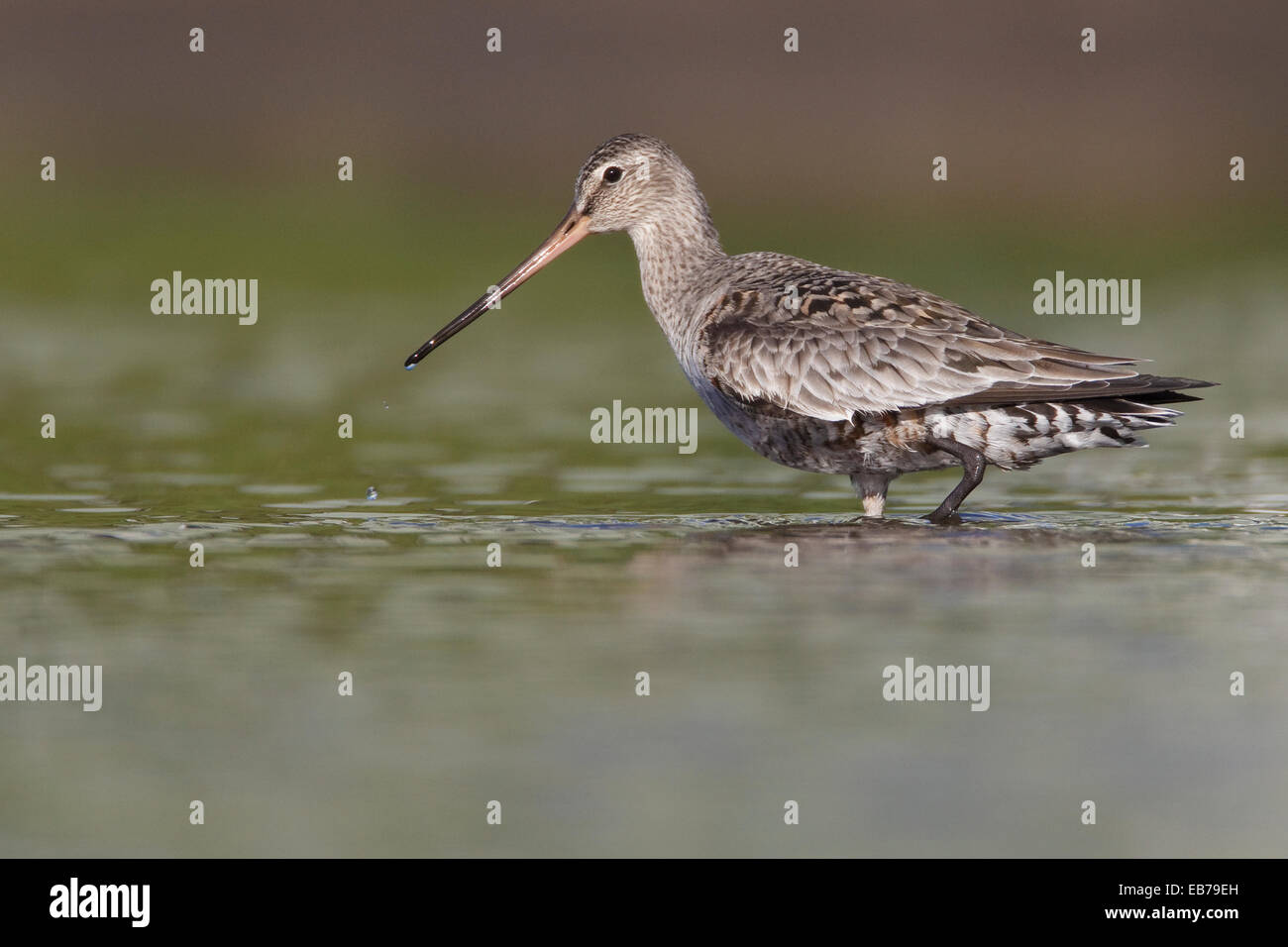 Hudsonian Godwit - Limosa haemastica - adulti in transizione di allevamento Foto Stock