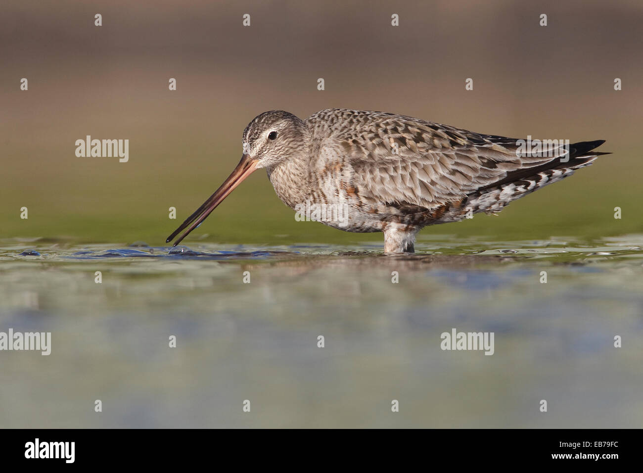 Hudsonian Godwit - Limosa haemastica - adulti in transizione di allevamento Foto Stock