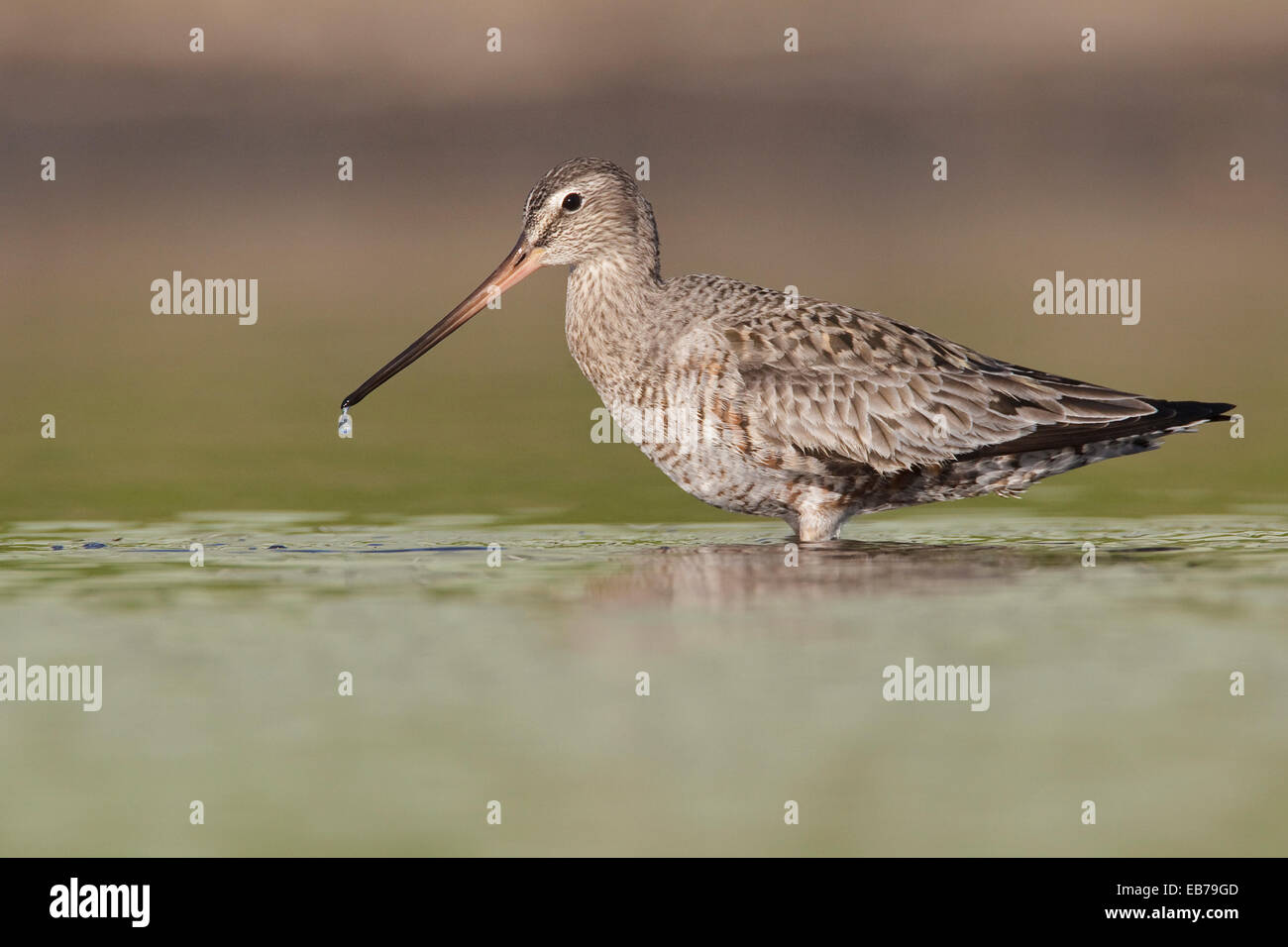 Hudsonian Godwit - Limosa haemastica - adulti in transizione di allevamento Foto Stock