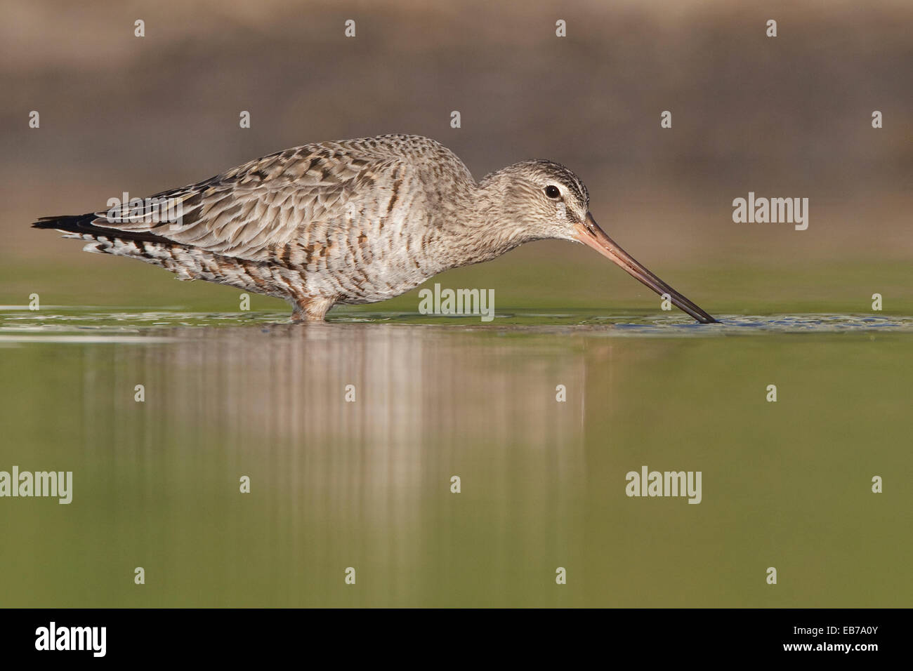 Hudsonian Godwit - Limosa haemastica - adulti in transizione di allevamento Foto Stock