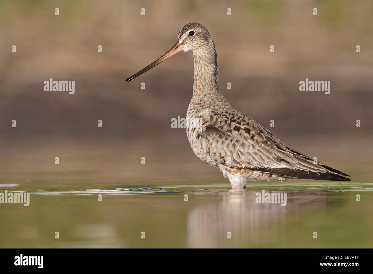 Hudsonian Godwit - Limosa haemastica - adulti in transizione di allevamento Foto Stock