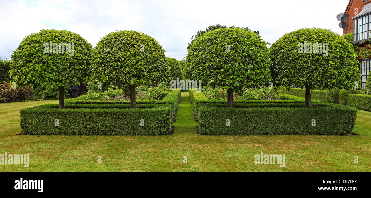 Siepi topiari e tasso a Wilkins Pleck giardino, Whitmore, Newcastle sotto Lyme, Stoke on Trent, Staffordshire, Inghilterra, Regno Unito Foto Stock