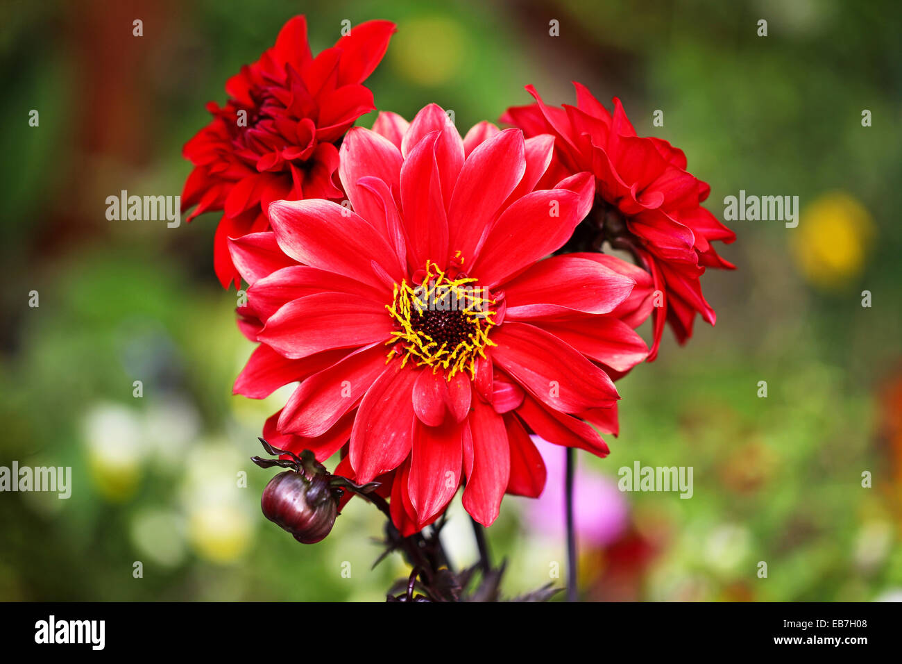 Il fiore rosso petali e fiori di una dalia chiamato 'Vescovo di Llandaff' Foto Stock