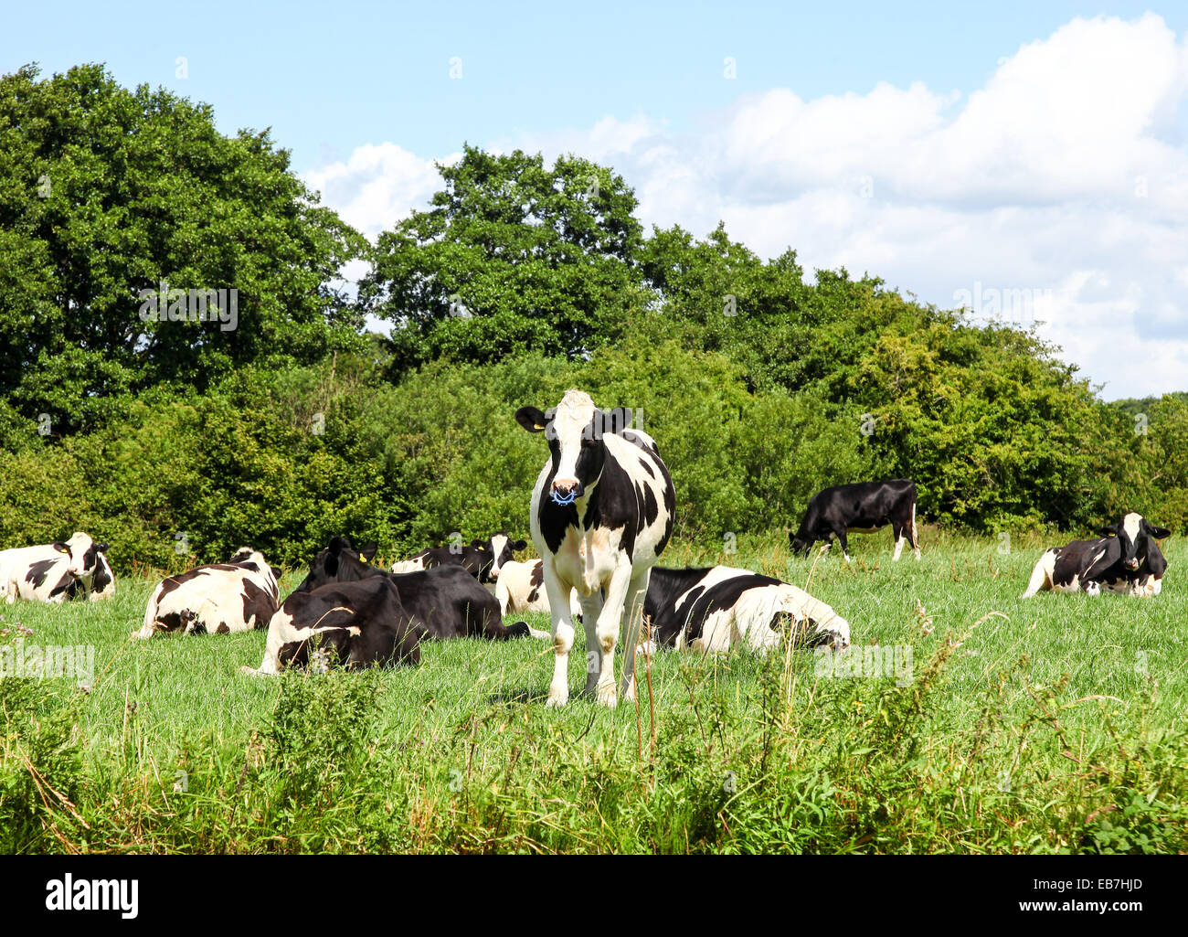 Holstein Friesiani mucche giace in erba con uno in piedi guardando verso la macchina fotografica Foto Stock