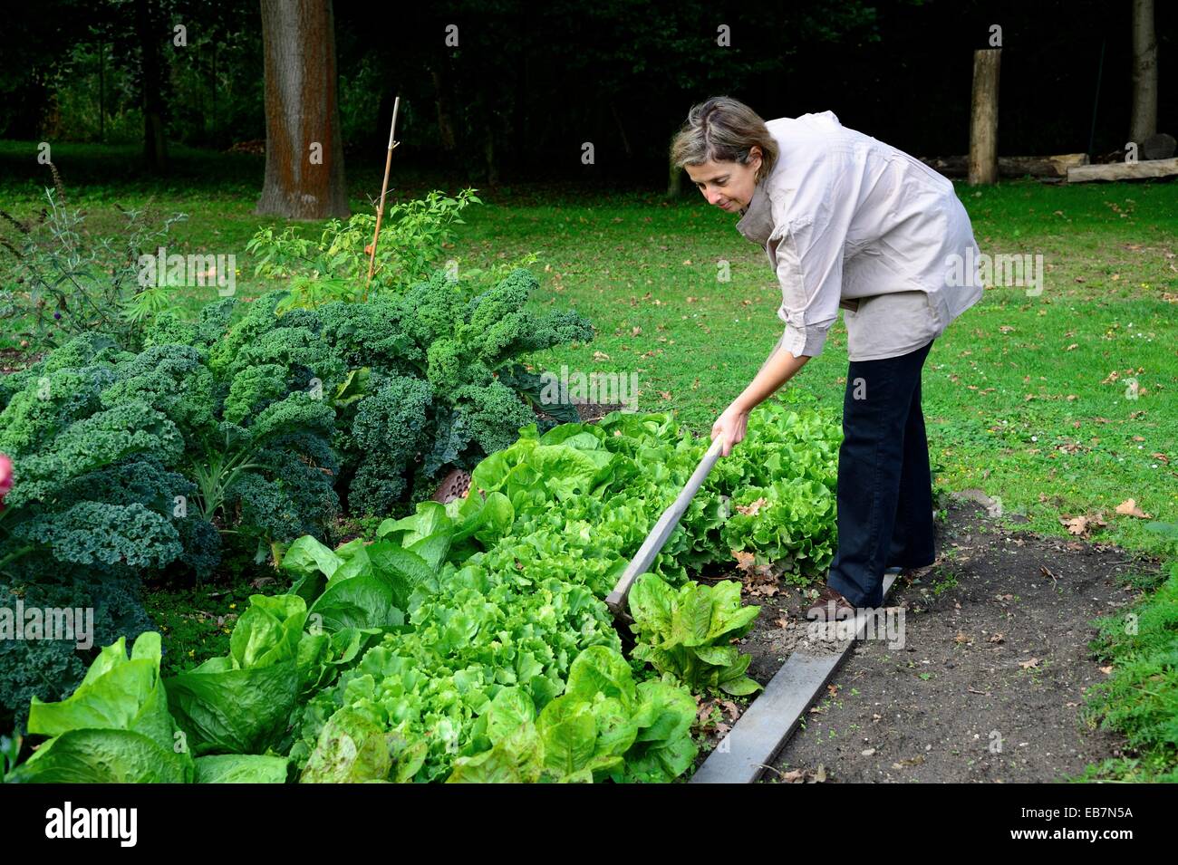 Donna zappando lattughe in un orto. L'Alsazia, Francia. Foto Stock