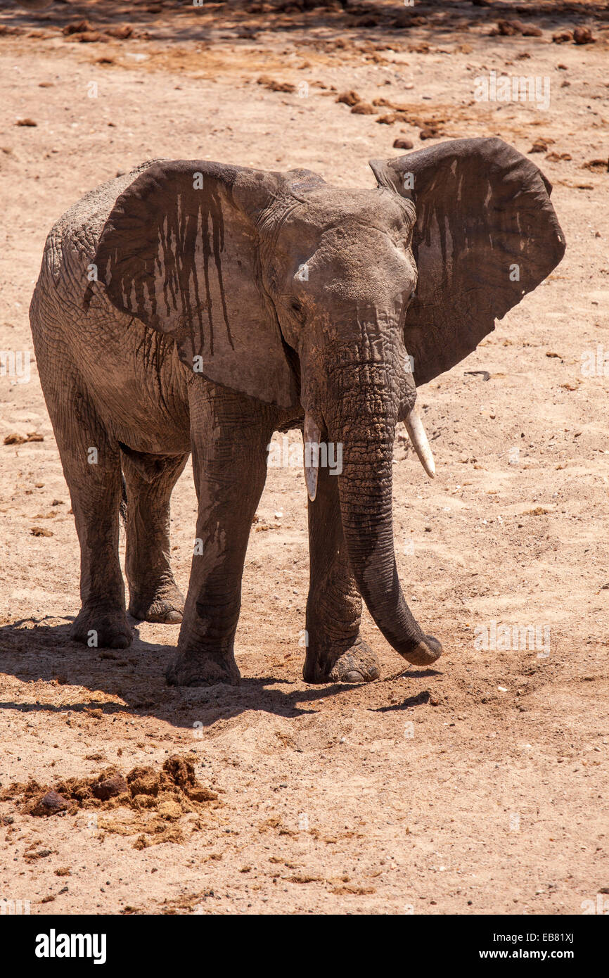 Elephant dopo il bagno di fango in essiccato fino il letto del fiume nel Ruaha National Park in Tanzania Foto Stock