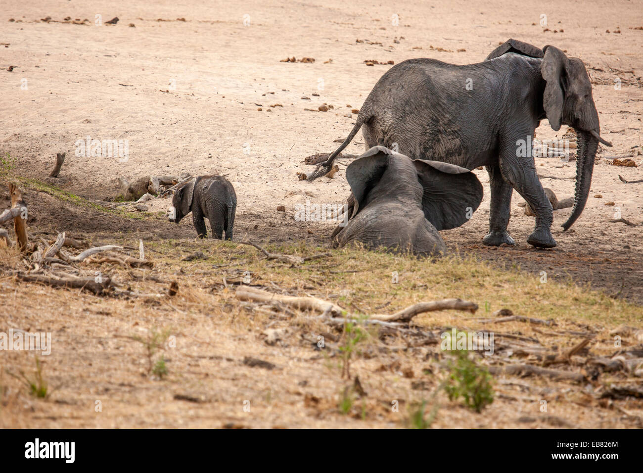 Gli elefanti africani madre e del polpaccio in essiccato fino il letto del fiume nel Ruaha National Park in Tanzania Foto Stock