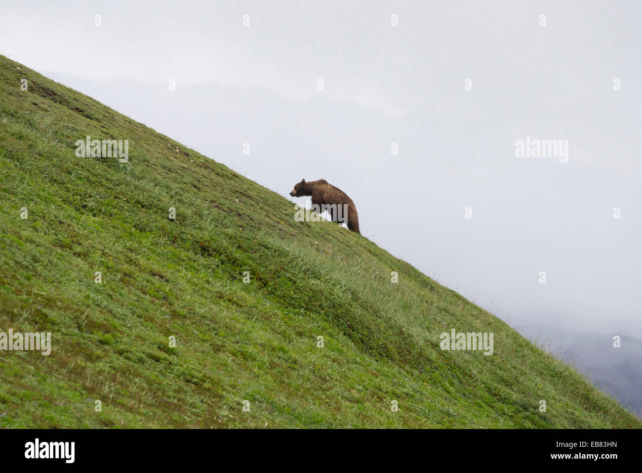 Penisola di Kamchatka - vulcano Mutnovsky - - base camp - Agosto 2014 - bear Foto Stock