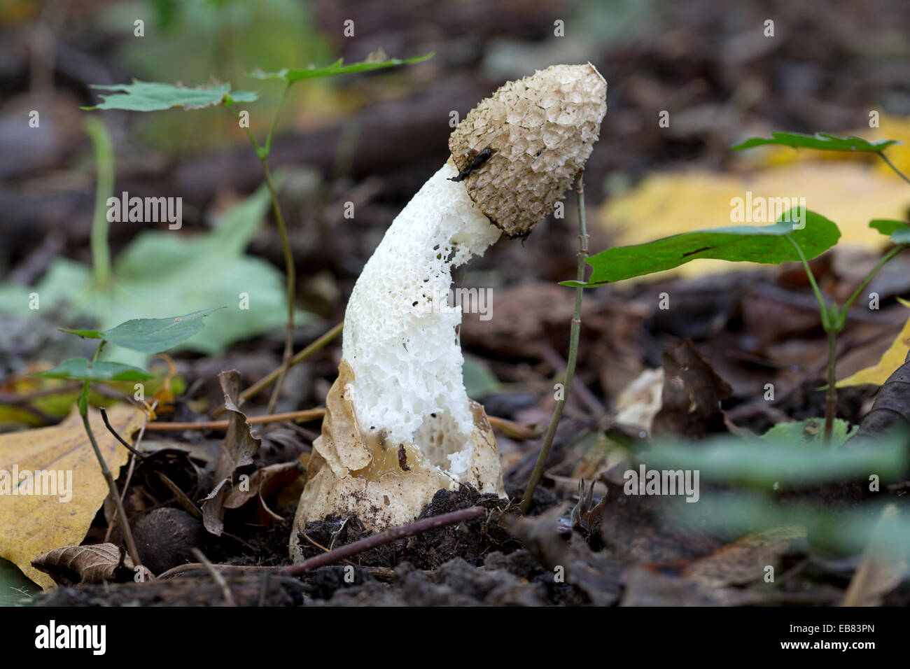 Stinkhorn comune (Phallus impudicus) Foto Stock