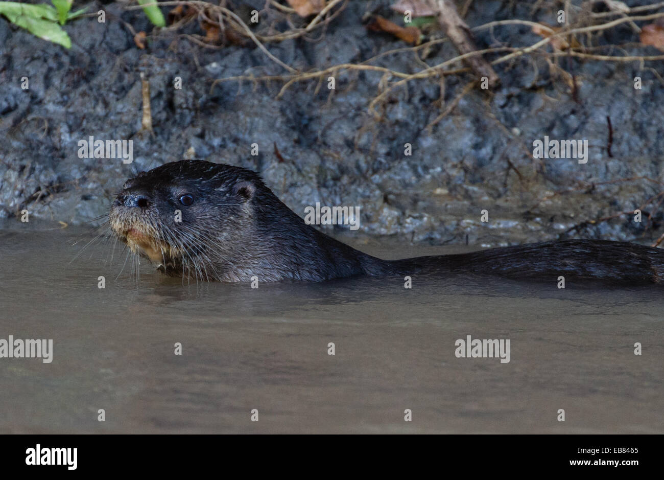 Giant Lontra di fiume (Pteronura brasiliensis) aka Ariranha nel Pantanal, Mato Grosso membro, Brasile Foto Stock