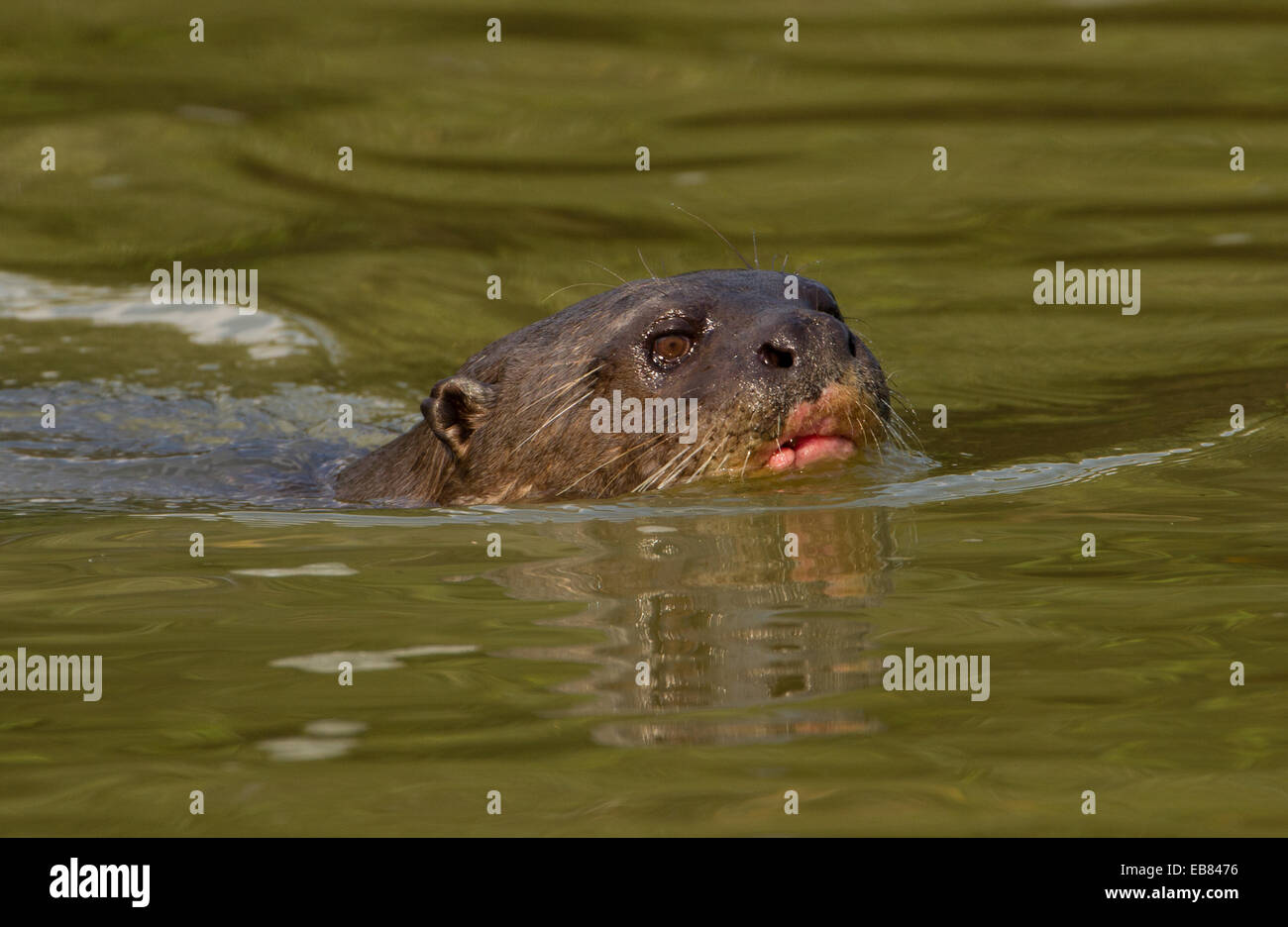 Giant Lontra di fiume (Pteronura brasiliensis) aka Ariranha nel Pantanal, Mato Grosso membro, Brasile Foto Stock