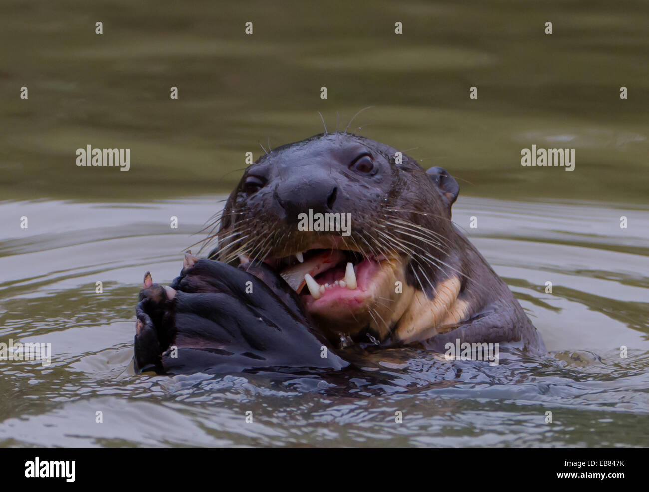 Giant Lontra di fiume (Pteronura brasiliensis) aka Ariranha nel Pantanal, Mato Grosso membro, Brasile Foto Stock