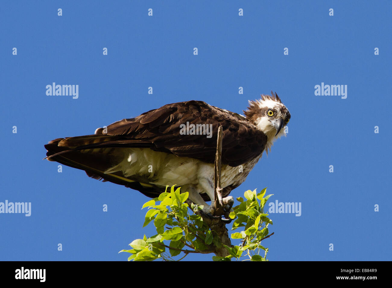 Falco pescatore (Pandion haliaetus) appollaiato su albero Foto Stock