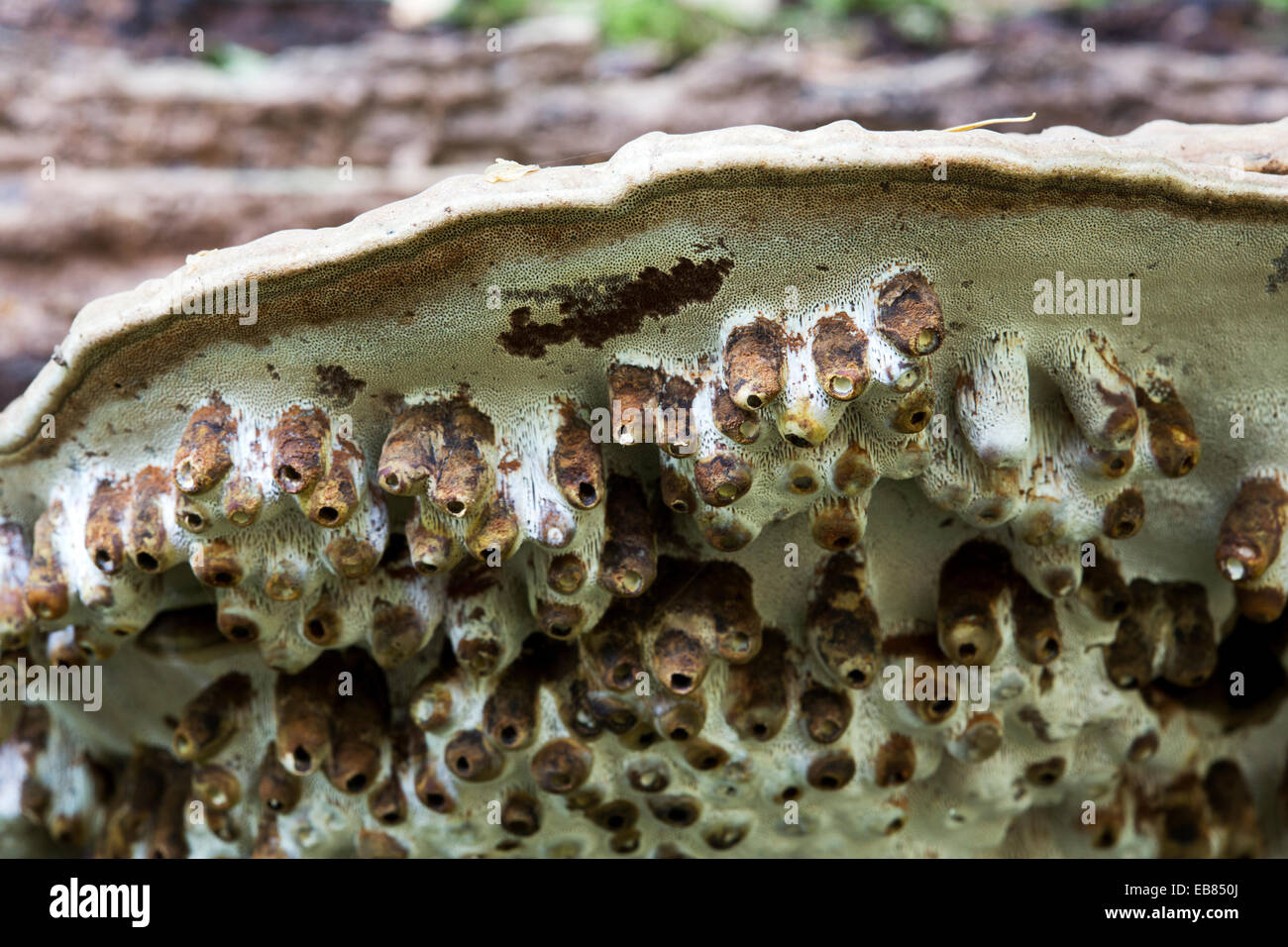 Galli di fly Agathomyia wankowiczi su un artista della staffa (fungo Ganoderma applanatum) Foto Stock