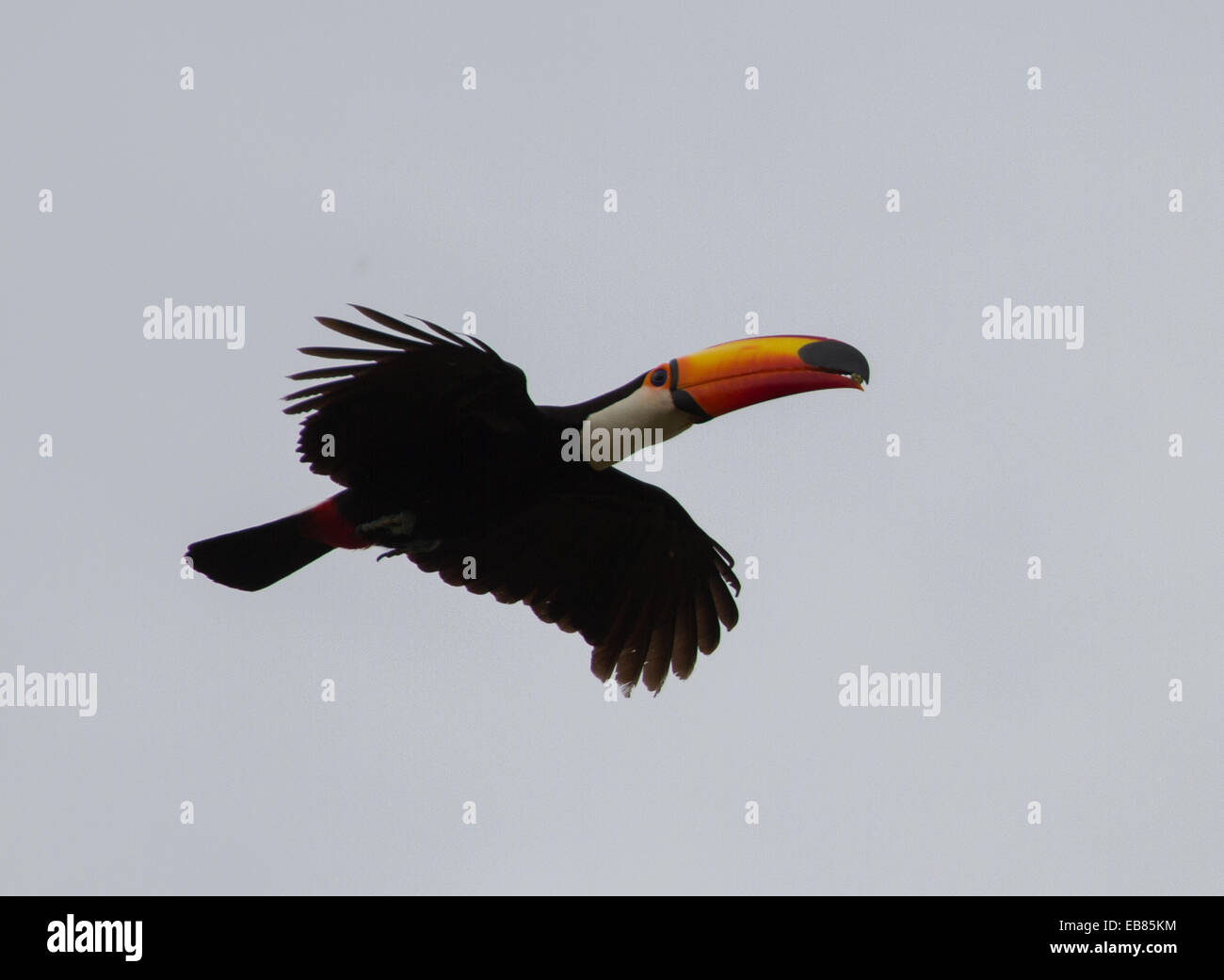 Trasduttore Toco Toucan (Ramphastos toco) Comune aka Toucan Foto Stock