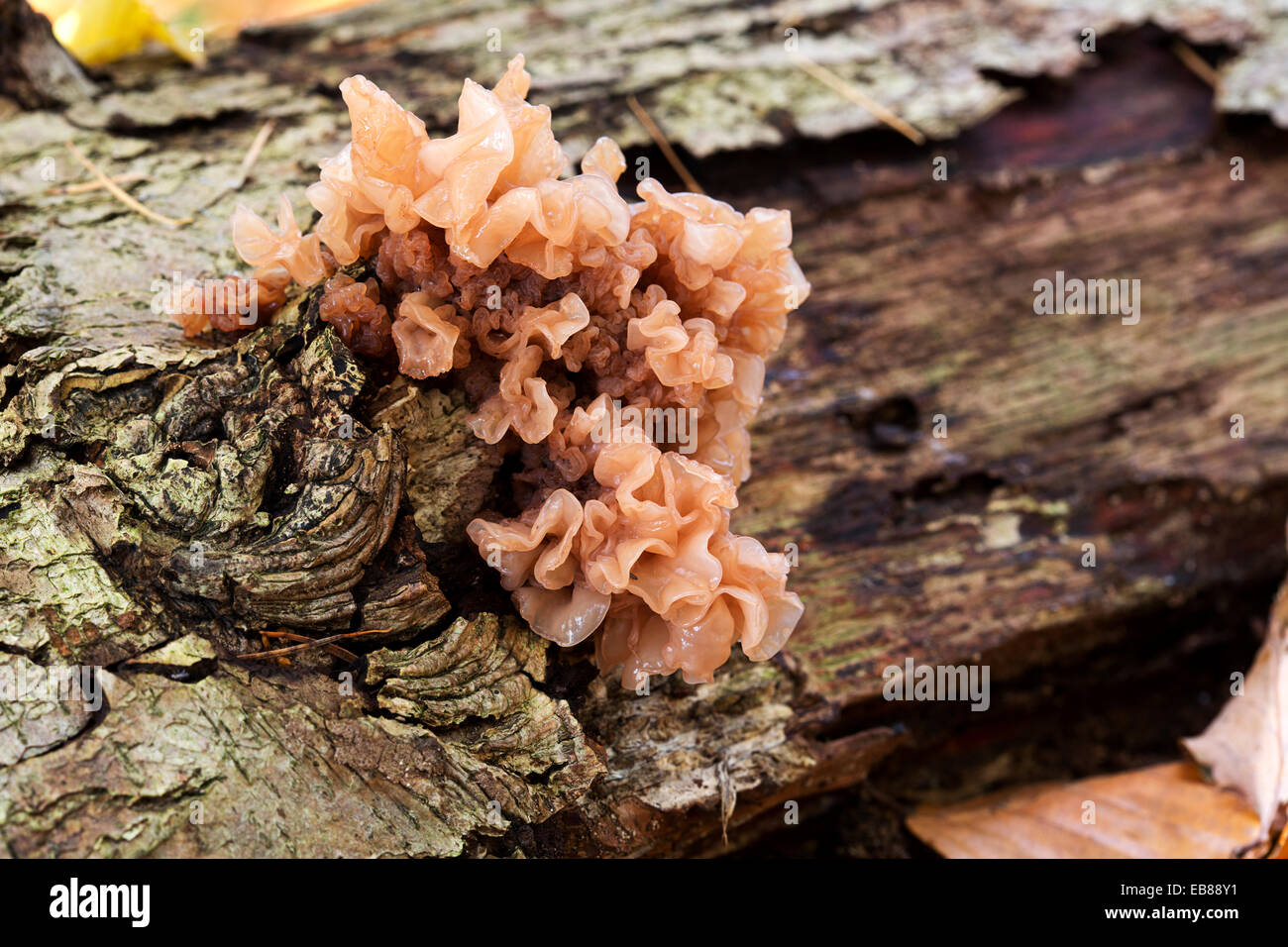 Frondose Jelly fungo (Tremella foliacea) sul tronco vecchio Foto Stock