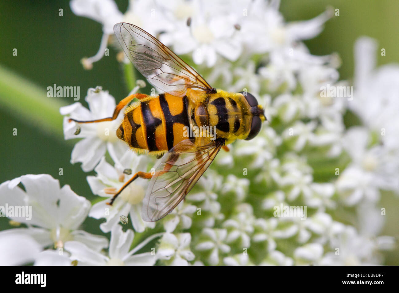 Testa di morto Hoverfly (Myathropa florea) sul fiore Foto Stock