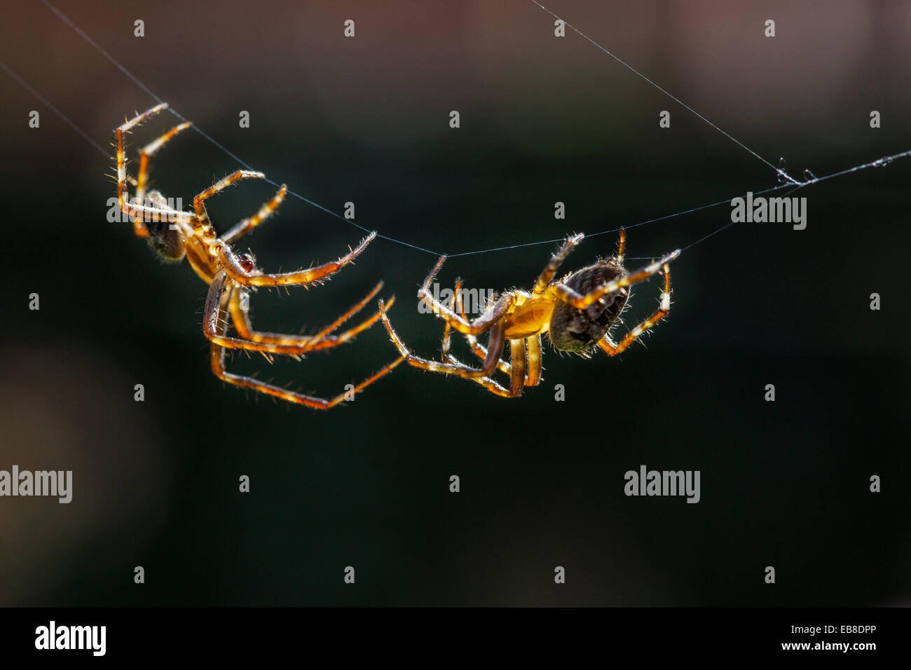 Giardino europeo ragni / diadema spider / cross spider / cross orbweaver (Araneus diadematus), corteggiare maschio femmina di avvicinamento Foto Stock